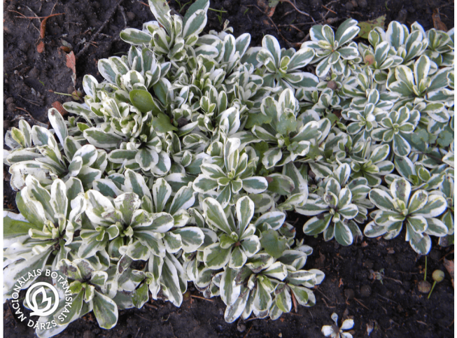 Arabis ferdinandi-coburgi   'Variegata'
